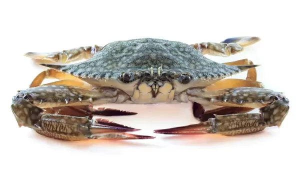 Blue Crab (Nandu/Aedi) Whole Cleaned